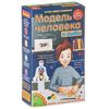 Набор для создания модели человека и рыбы