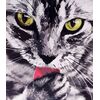 Рисование по номерам "Кот" 40 на 50 см