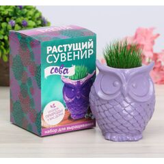 Растущий подарок, трава в горшочке "Сова"