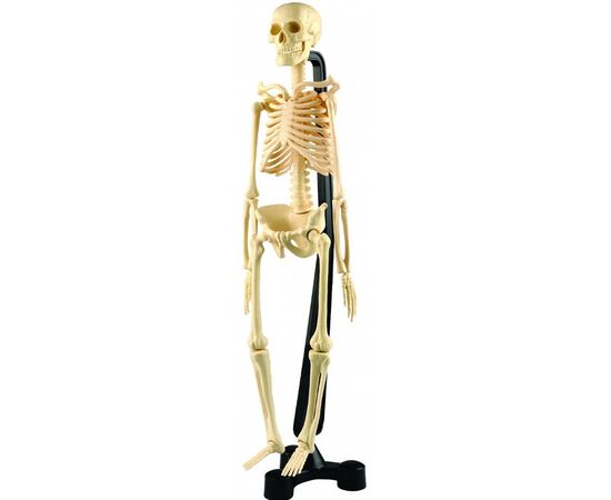 Набор анатомии "Мини скелет"