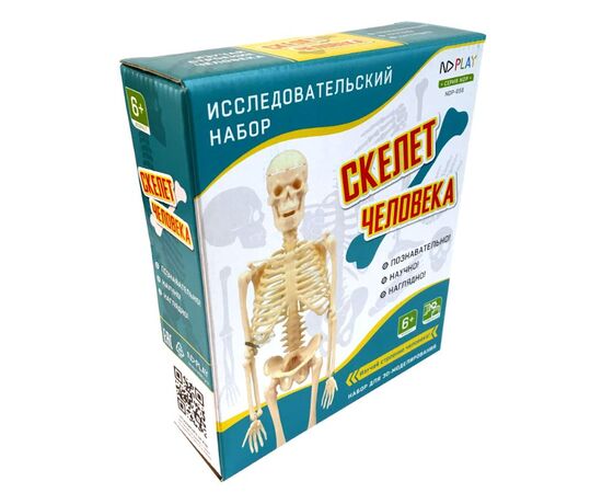 Сборная модель "Скелет человека"