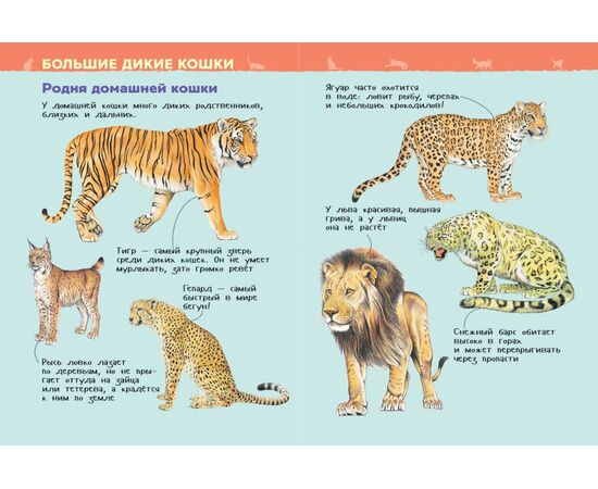 Энциклопедия для детского сада "Кошки и котята"