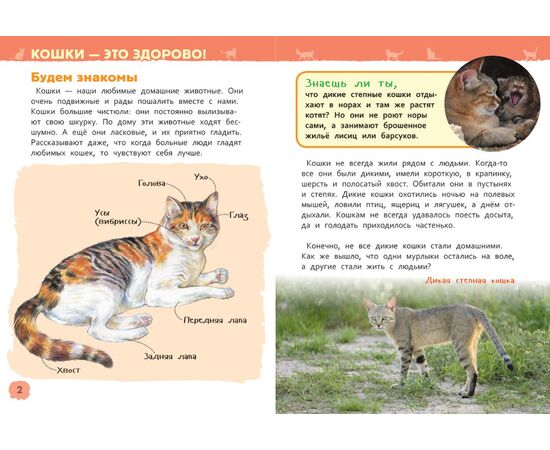 Энциклопедия для детского сада "Кошки и котята"