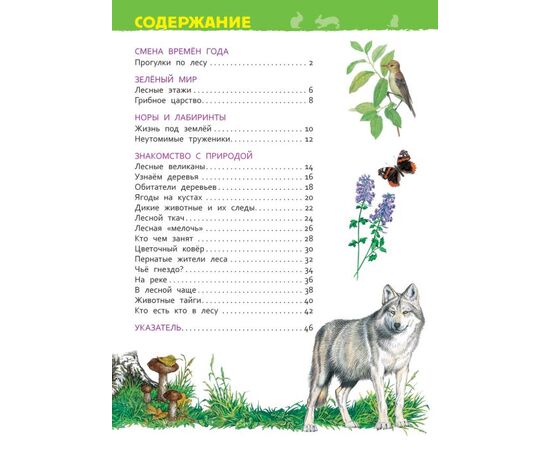 Энциклопедия для детского сада "В лесу"