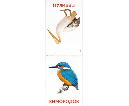 Обучающая книжка по методике Г. Домана "Птицы"