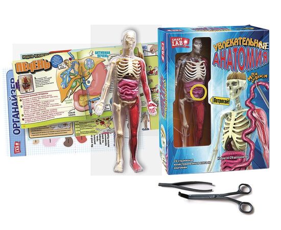 Научный набор "Увлекательная анатомия", 29 деталей