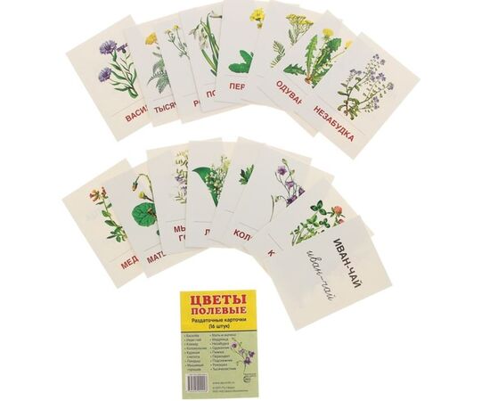 Карточки для изучения "Цветы полевые" 16 шт