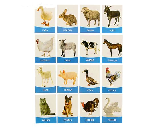 Обучающие карточки "Домашние животные и птицы" 16 штук