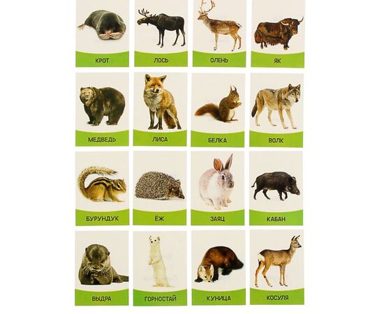 Обучающие карточки "Лесные животные" 16 штук