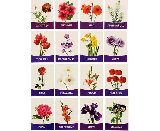 Обучающие карточки "Цветы садовые" 16 штук