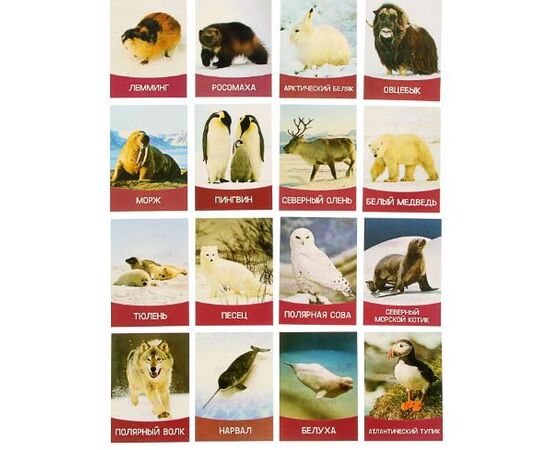 Обучающие карточки "Животные севера" 16 штук
