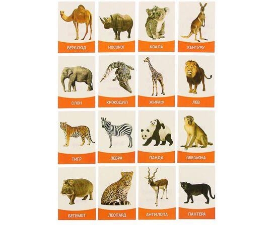 Обучающие карточки "Животные жарких стран" 16 штук