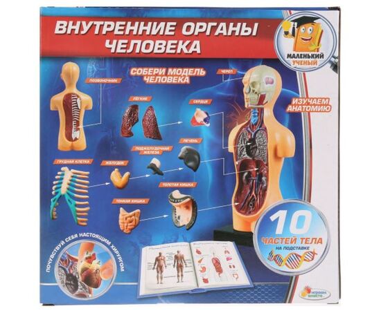 Развивающий набор "Внутренние органы человека", 10 частей тела