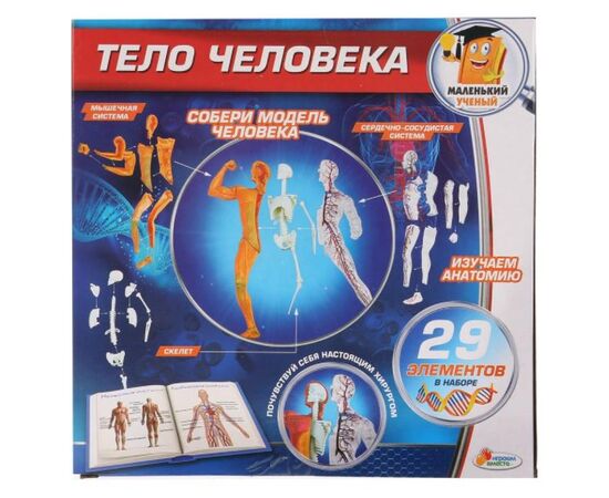 Развивающий набор "Тело человека", 29 элементов