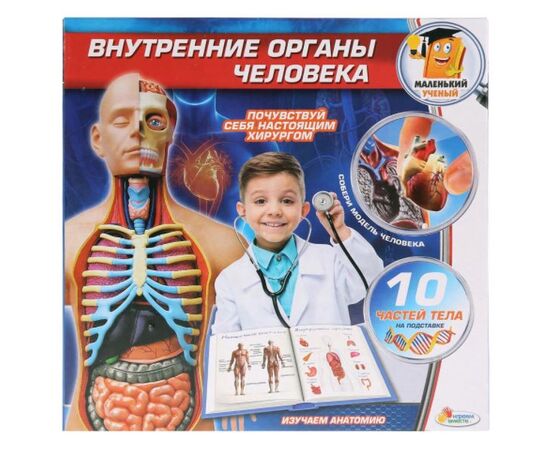Развивающий набор "Внутренние органы человека", 10 частей тела
