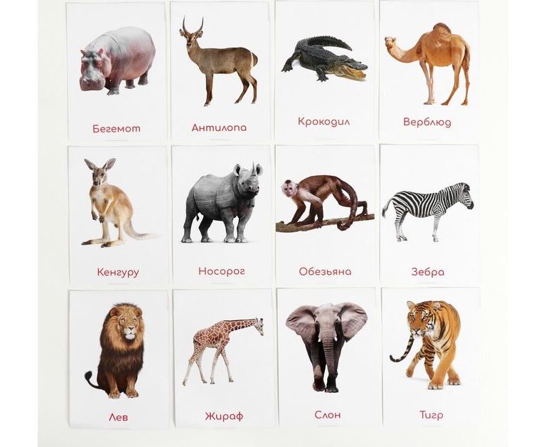 Животные жарких стран для дошкольников картинки с названиями
